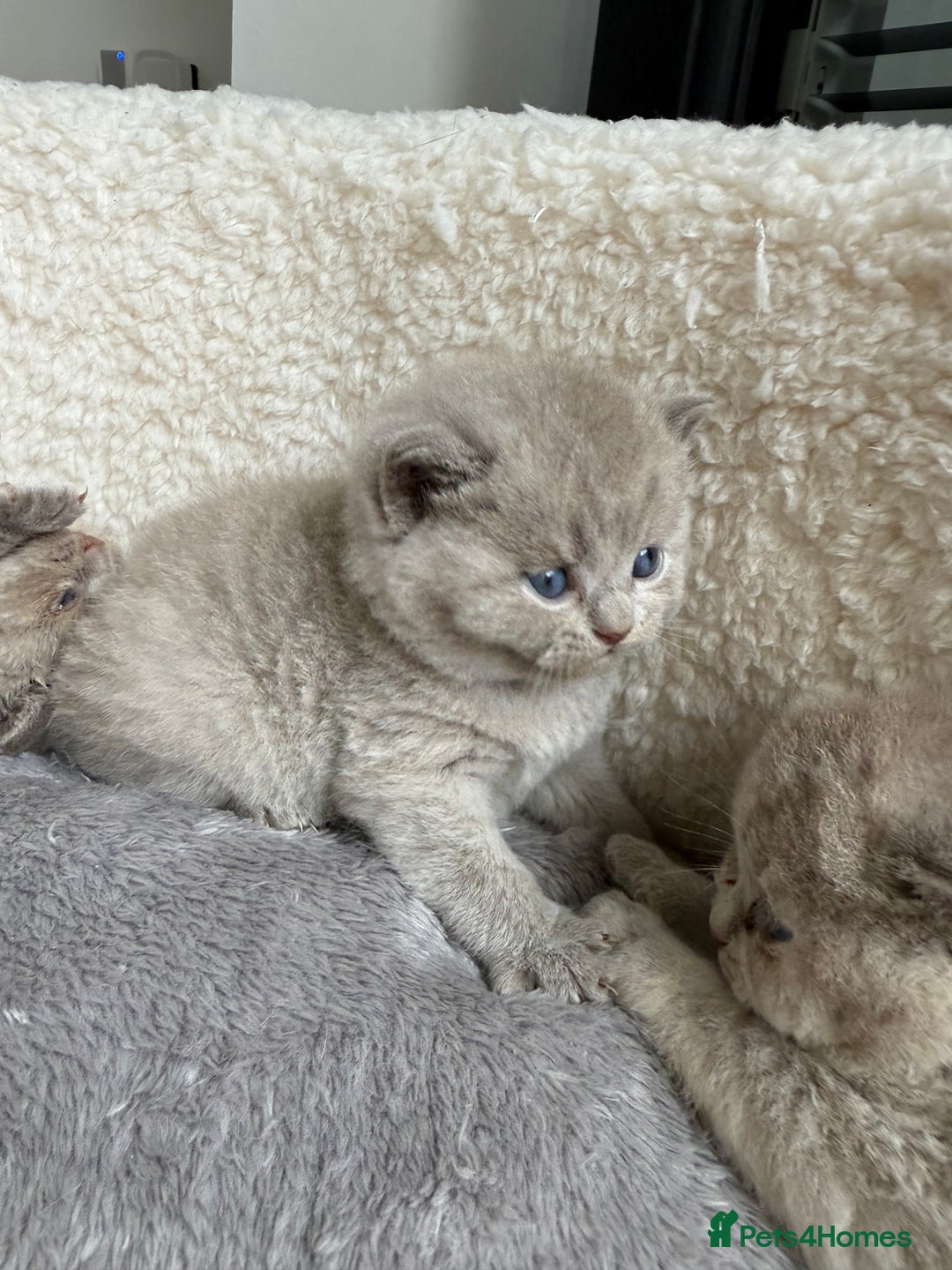 British Shorthair cats for sale: Champions bloodline British Shorthair Kittens! 🐾  - Image 4