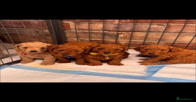 Cockapoo dogs - Advert 6