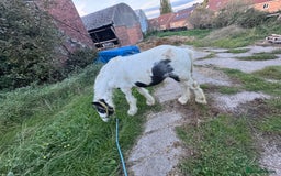 Irish Cob horses for sale: Buddy - Image 2