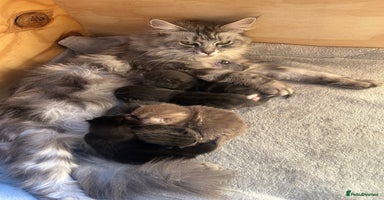 Norwegian Forest Cat cats - Advert 3