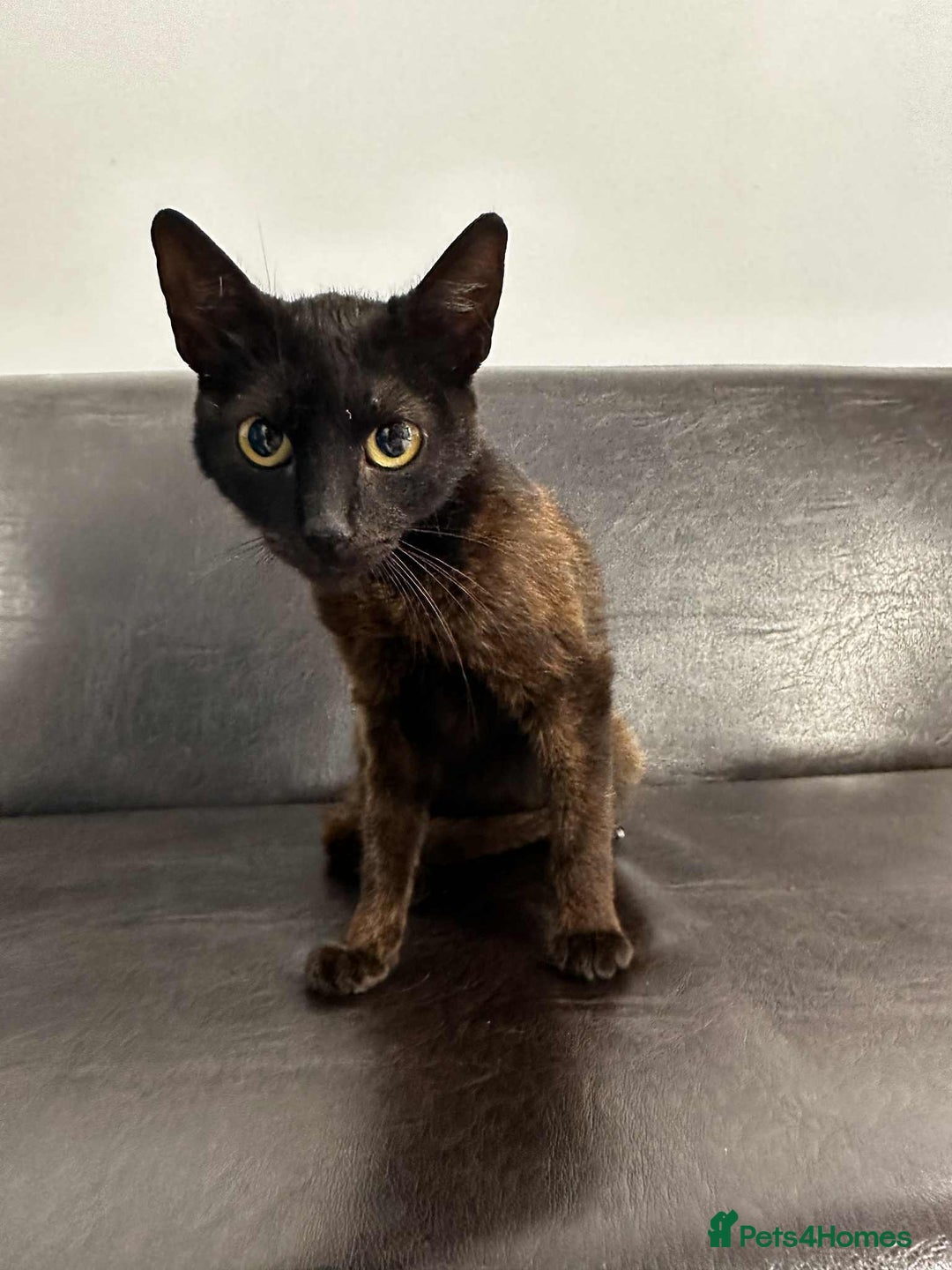 Mixed Breed cats for adoption: Zena for adoption - Advert 9