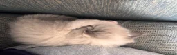 Ragdoll cats for sale: Mum, dad and kitten for sale - Advert 9