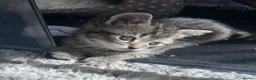 Exotic cats for sale: Exotic Persian shorthair - Advert 10