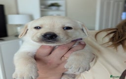 Labrador Retriever dogs for sale: Labrador puppies - Image 4