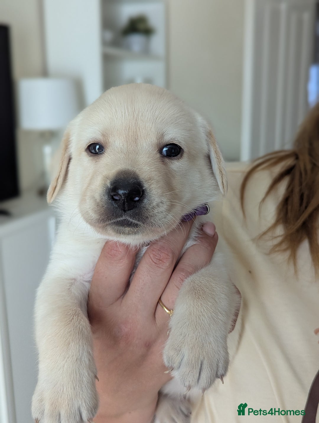 Labrador Retriever dogs for sale: Labrador puppies - Image 4