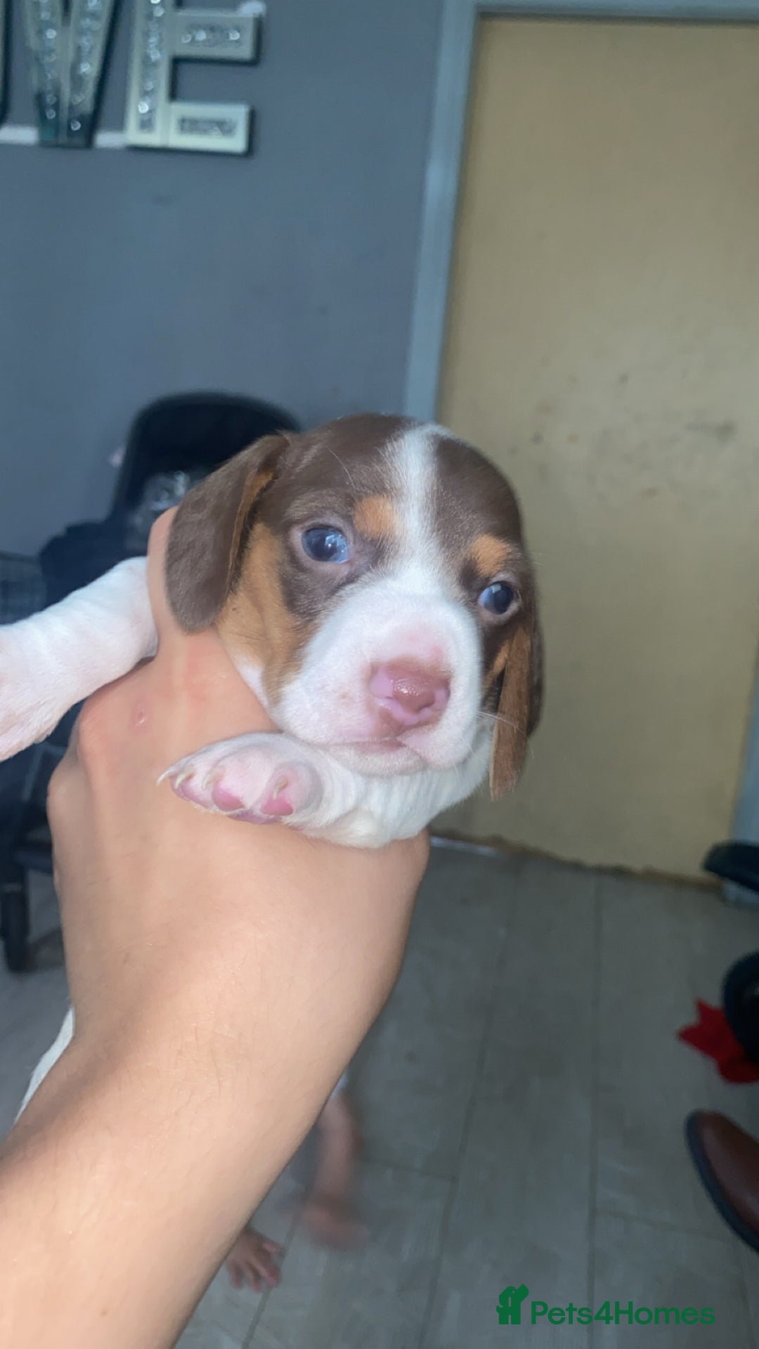 Miniature Dachshund dogs for sale: 2 miniature dachound for sale white/brown  - Image 4