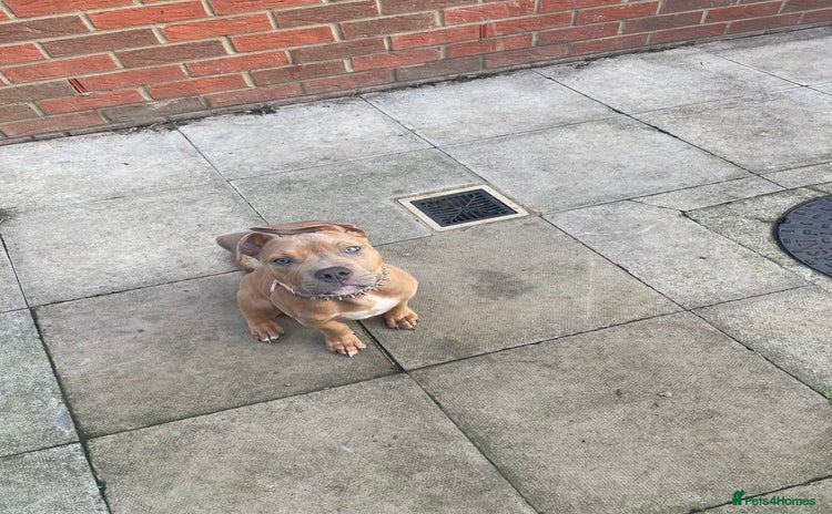 Mixed Breed dogs - Advert 3