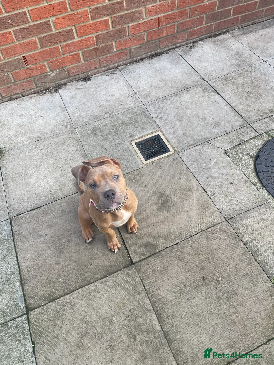 Mixed Breed dogs for sale: Olde Tyme Bulldog x American Staffordshire Pups - Advert 1