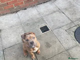 Mixed Breed dogs Olde Tyme Bulldog x American Staffordshire Pups - Advert 16