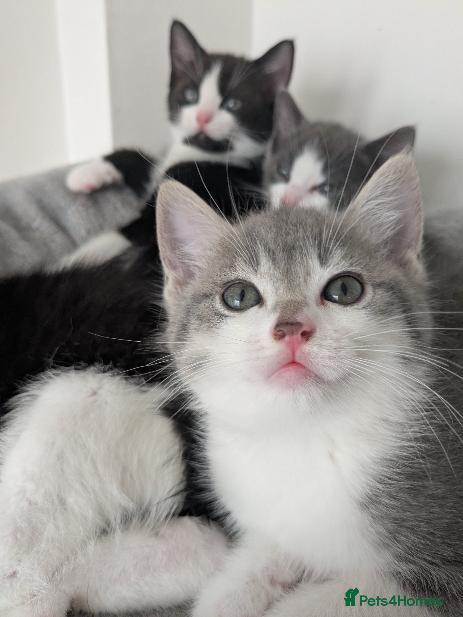 Mixed Breed cats Kittens - Advert 4