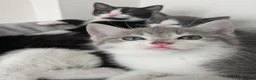 Mixed Breed cats for sale: Kittens - Advert 1