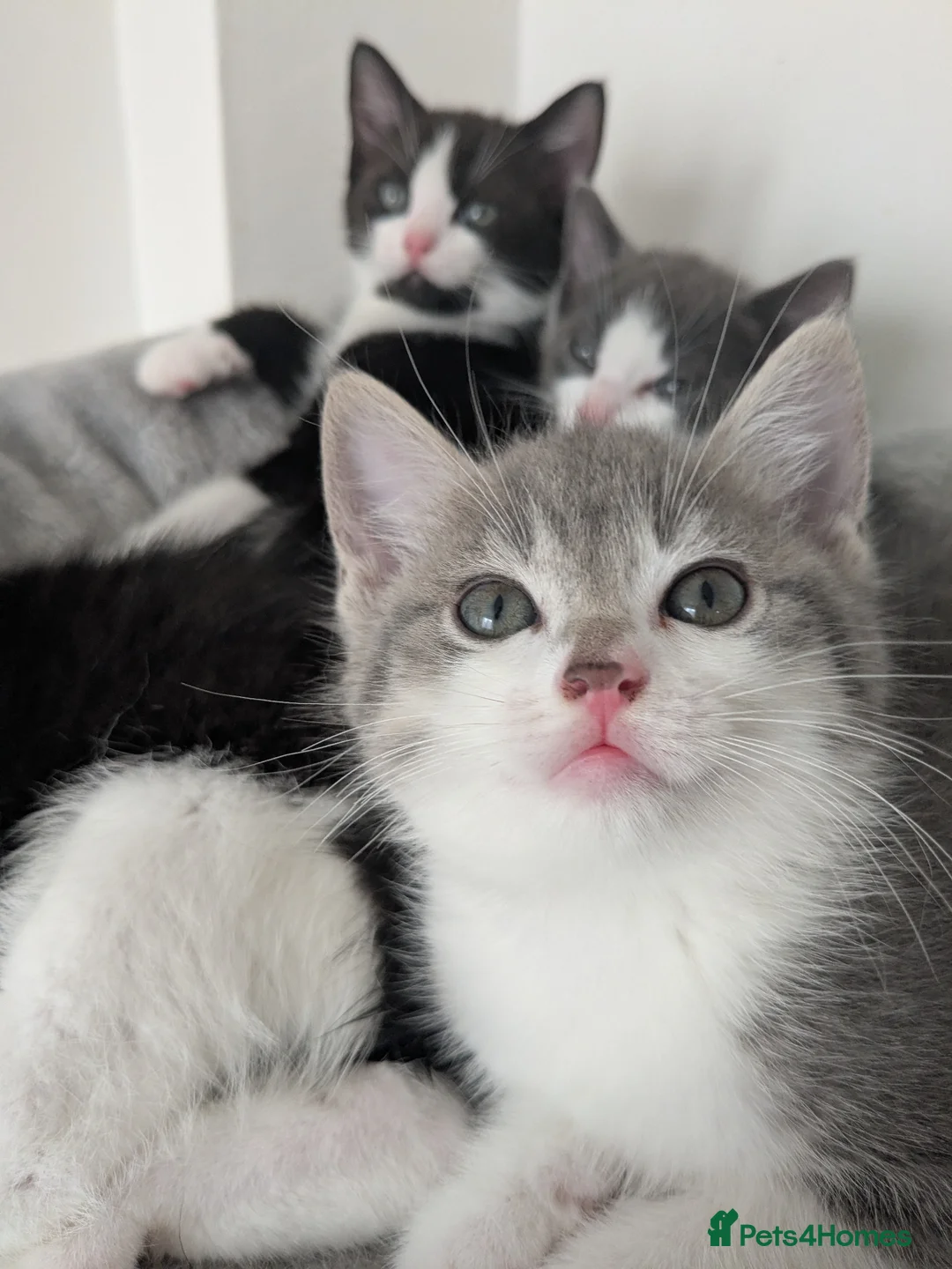 Mixed Breed cats for sale: Kittens - Advert 1