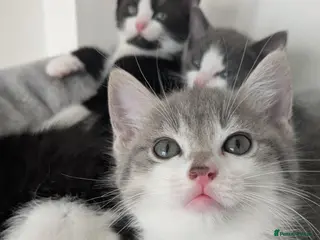 Mixed Breed cats Kittens - Advert 4