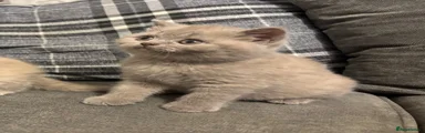 British Shorthair 1