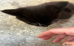 British Shorthair cats for sale: Beautiful kittens for sale - Image 34