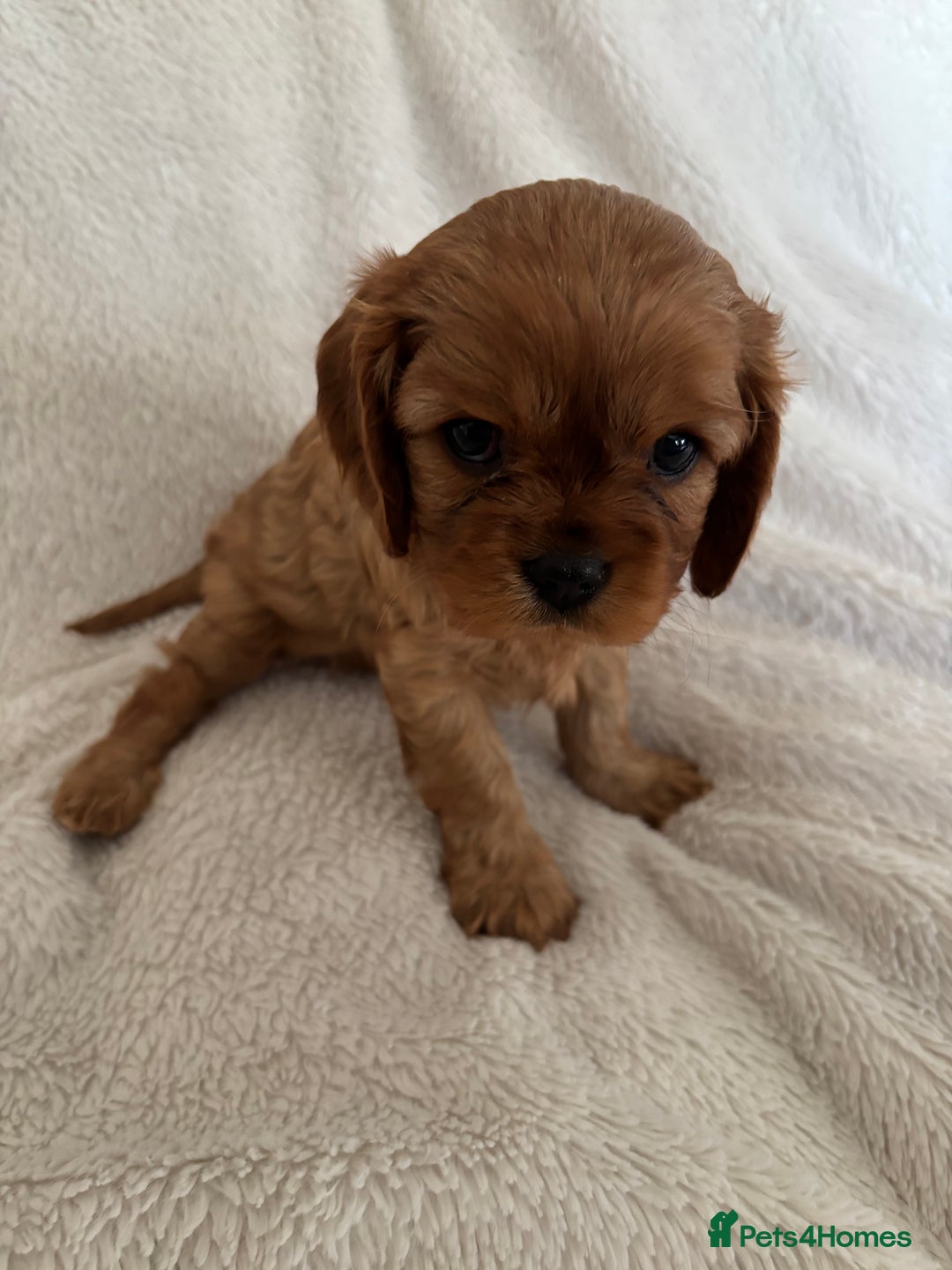 Cavalier King Charles Spaniel dogs for sale: KC Cavalier King Charles spaniel  - Image 4
