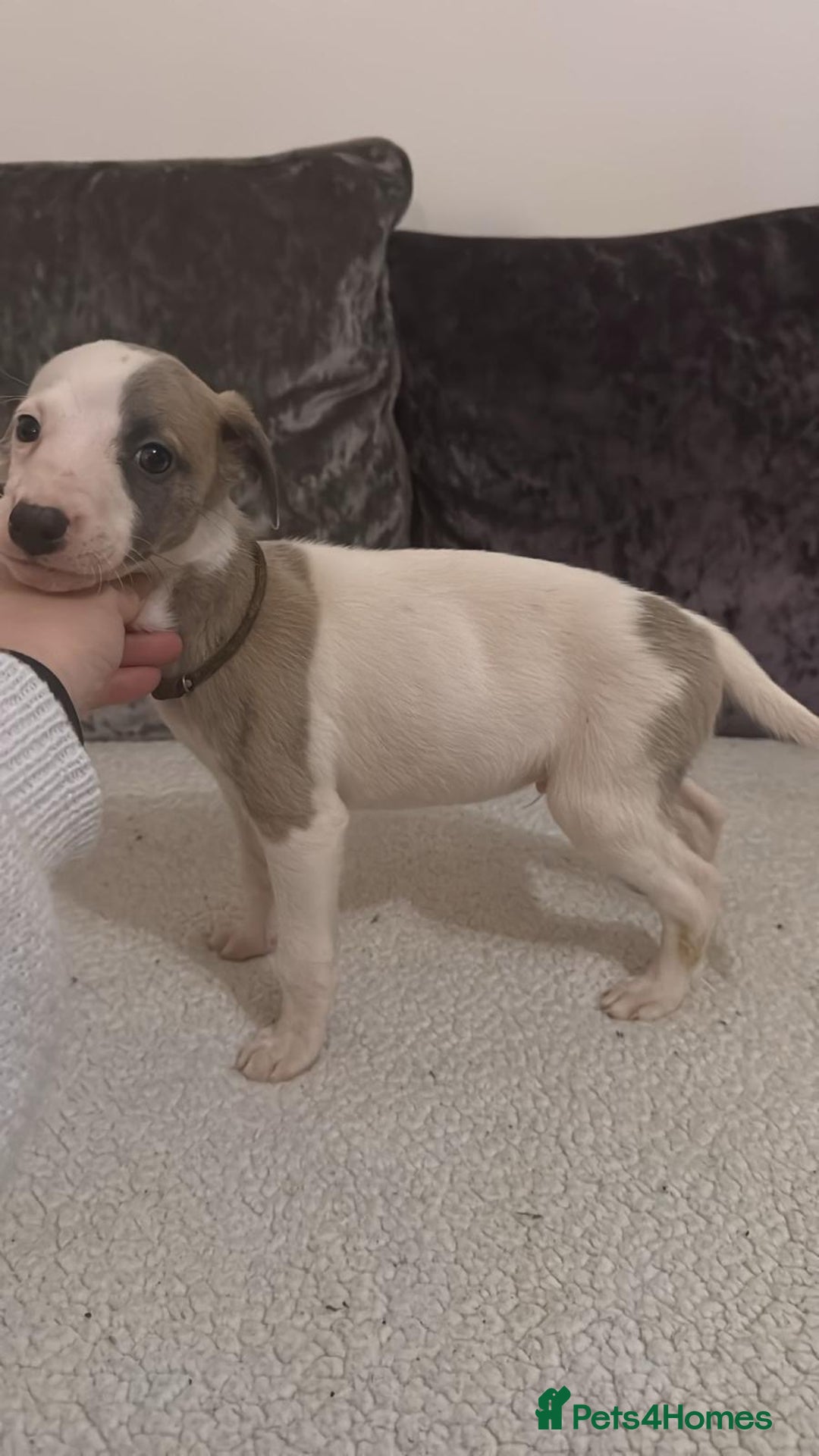 Whippet dogs for sale: Whippet pups - Advert 4