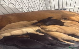 Labrador Retriever dogs for sale: beautiful litter of labradors - Image 4