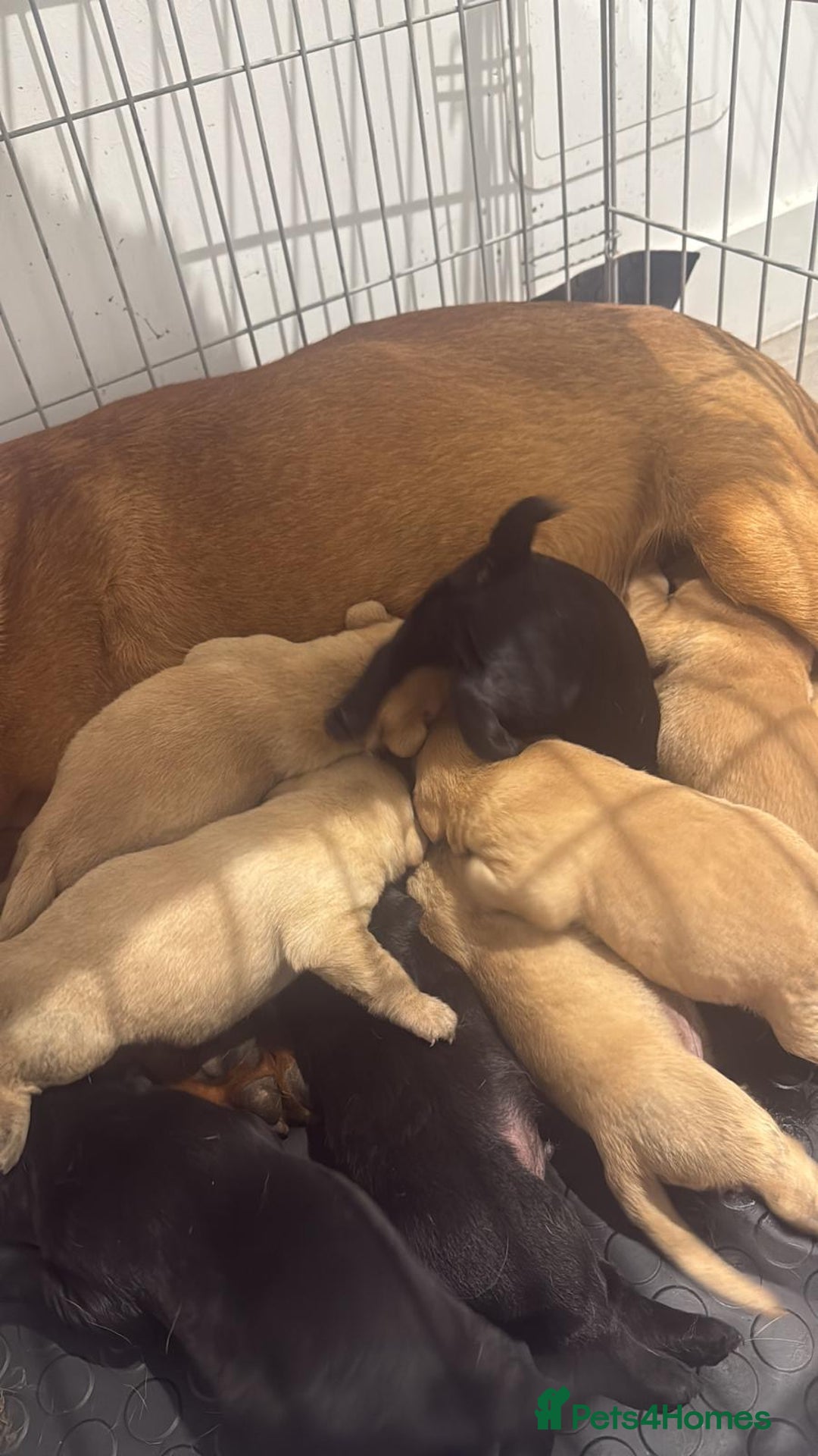 Labrador Retriever dogs for sale: beautiful litter of labradors - Image 4