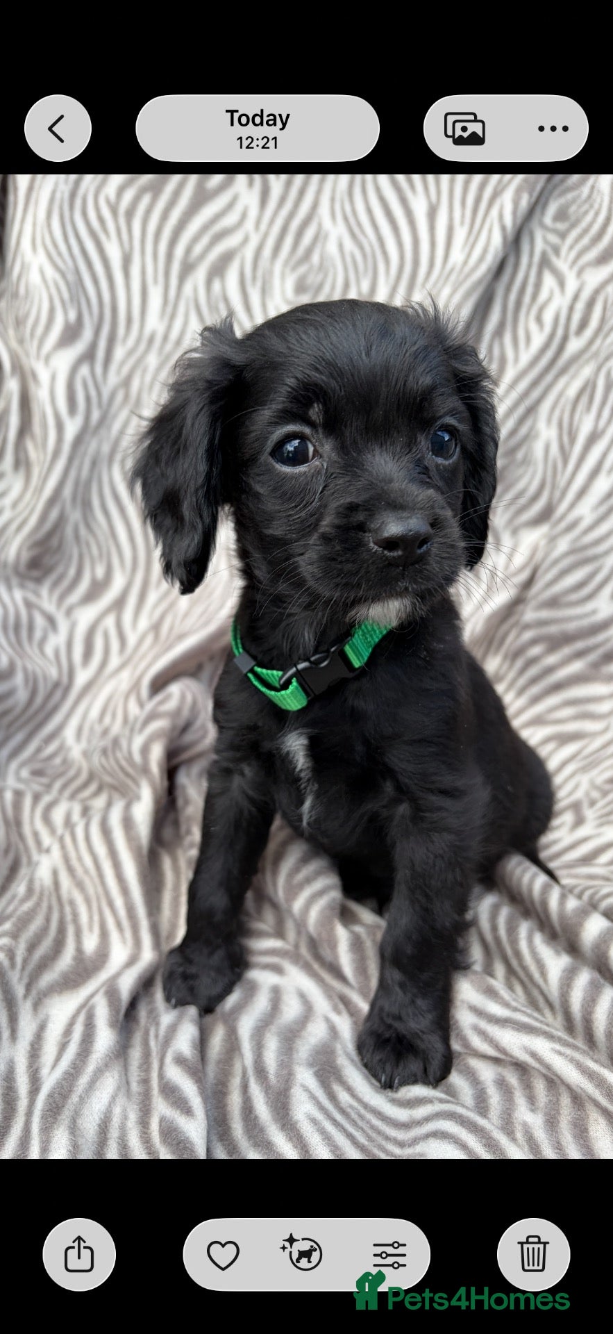 Cavapoo dogs 🐾💕STUNNING CAVAPOOS 💕🐾 - Advert 1