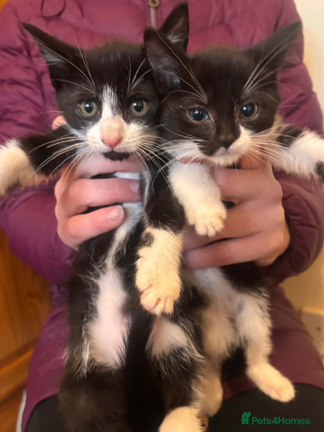 Mixed Breed cats for sale: Friendly Kittens Ready Now  - Advert 2