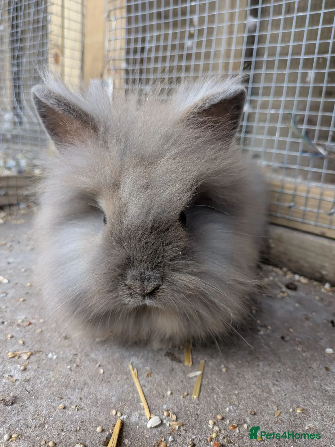 Lionhead rabbits for sale: Lionhead x Netherland dwarfs  - Advert 2