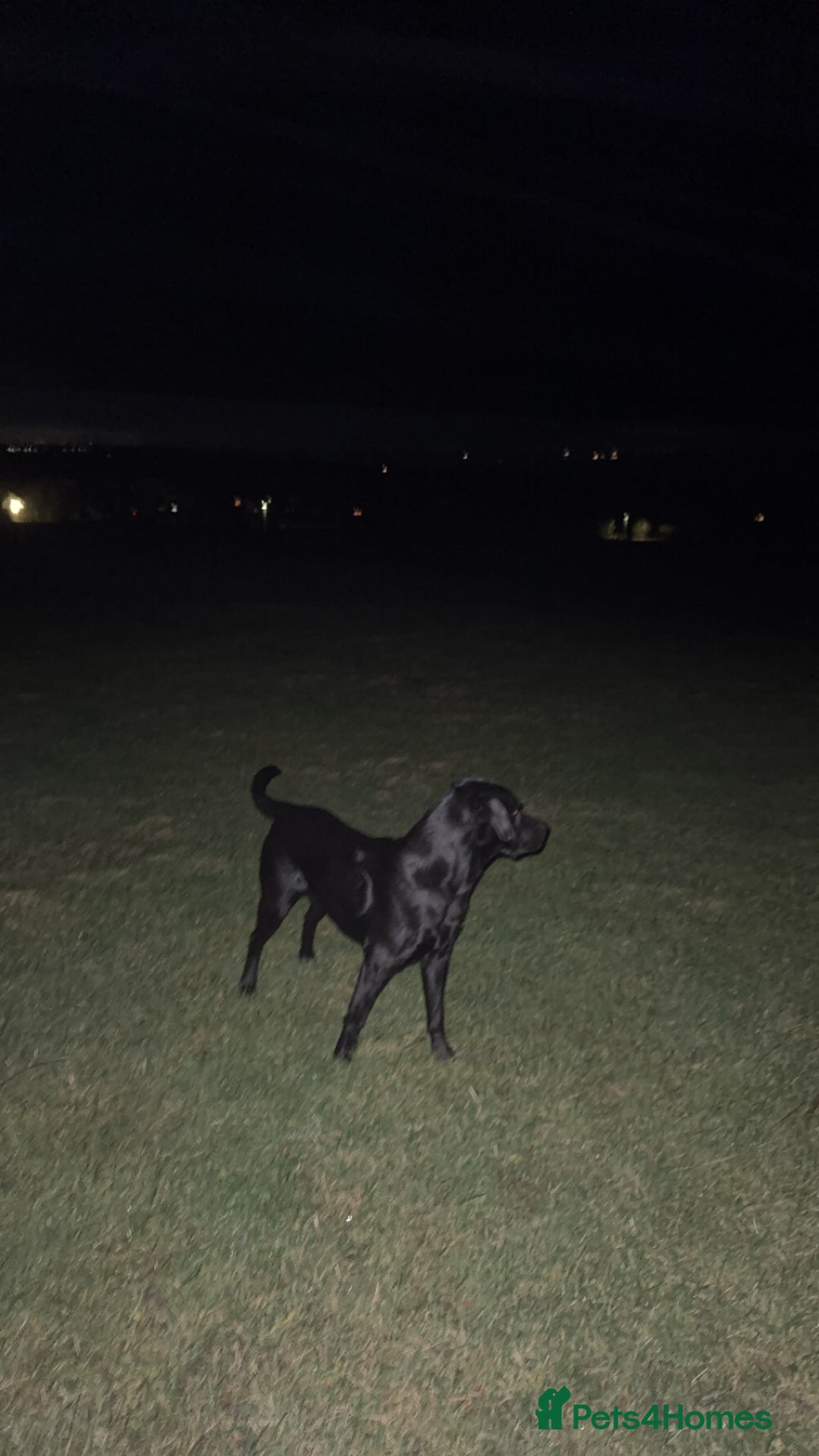 Labrador Retriever dogs for stud: Black pedigree Labrador for stud - Advert 3