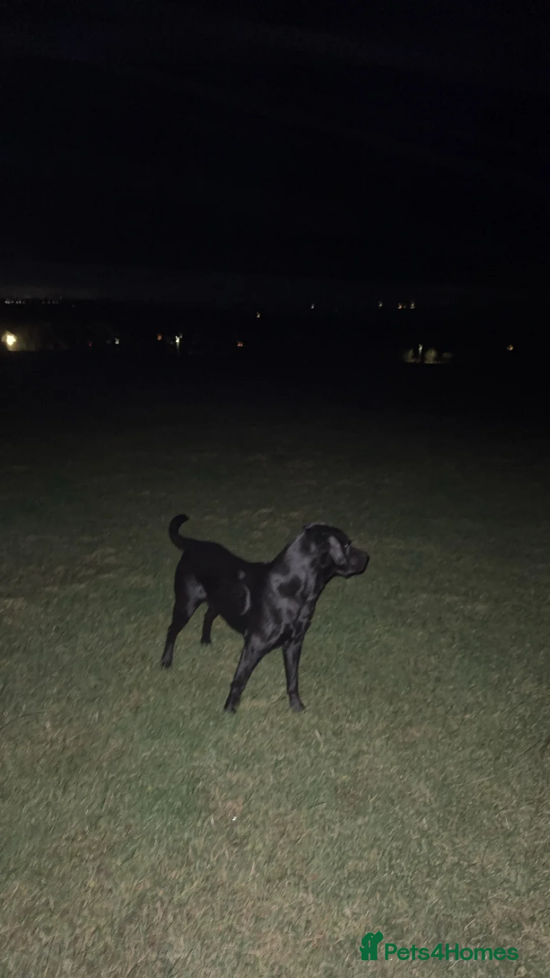 Labrador Retriever dogs for stud: Black pedigree Labrador for stud - Advert 3