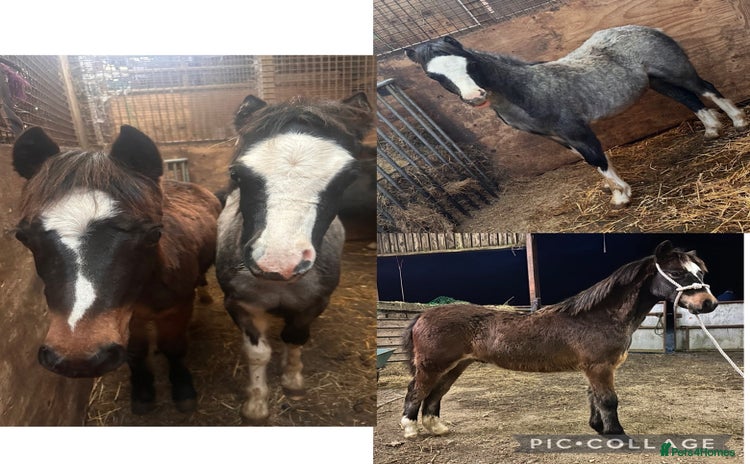 Other Breed horses Two Colt Foals - Advert 1