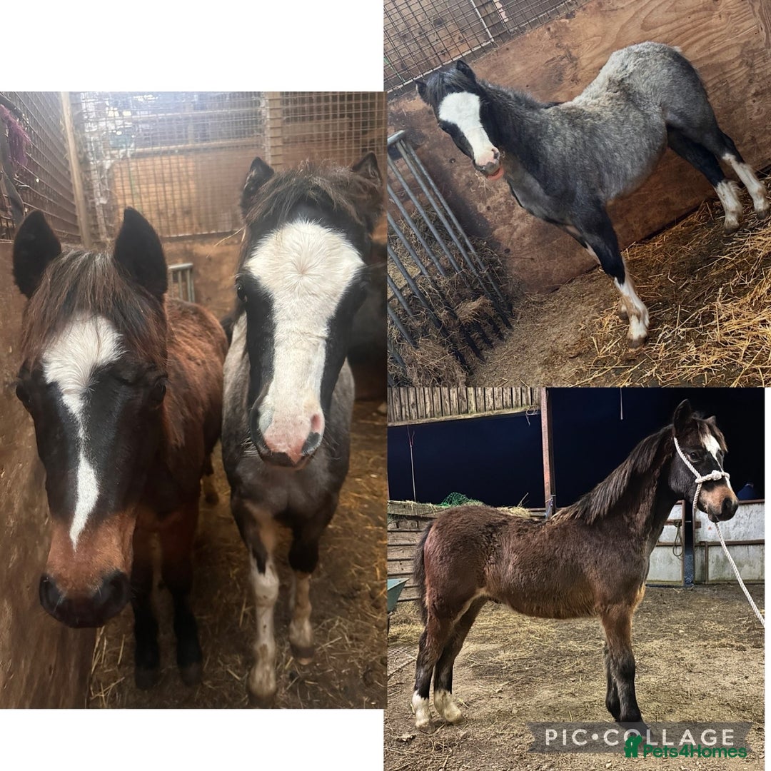 Other Breed horses for sale: Two Colt Foals - Advert 1