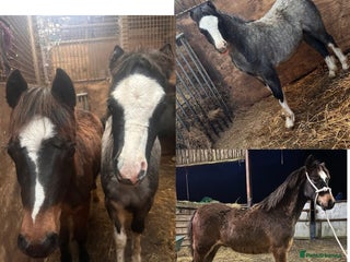 Other Breed horses Two Colt Foals - Advert 1