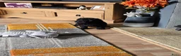 Cockapoo dogs for sale: Gorgeous cockapoo puppy in Morecambe - Advert 4