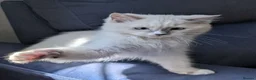 Ragdoll cats for sale: Champion EU pedigree TICA Ragdoll kitten  - Advert 8