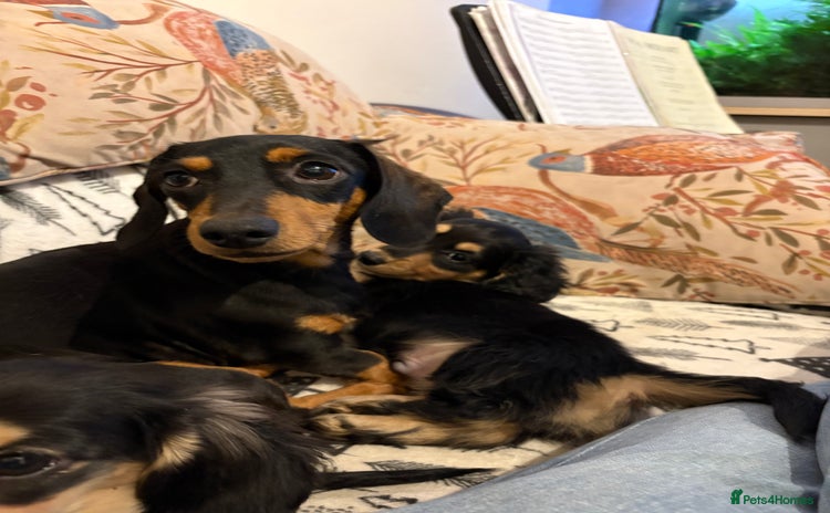 Miniature Dachshund dogs Miniature Longhair Dachshund Boy - Advert 2