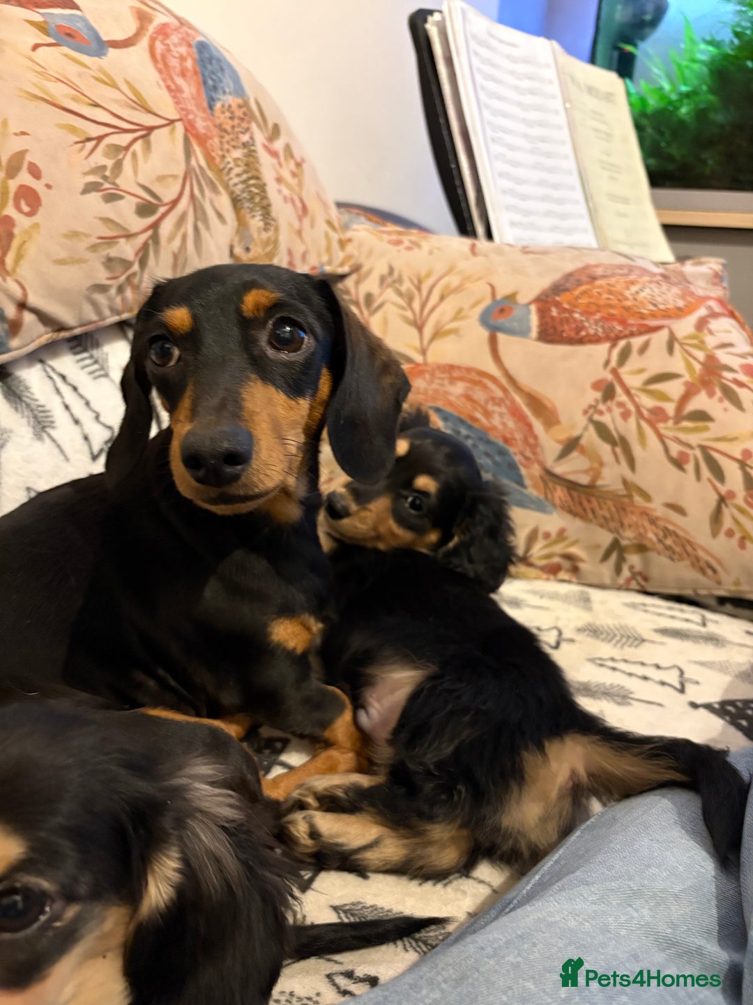 Miniature Dachshund dogs for sale: Miniature Longhair Dachshund Boy - Advert 1