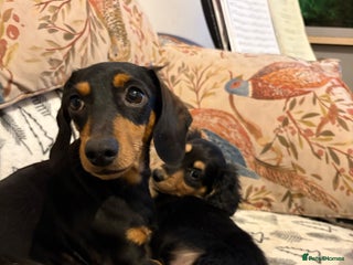 Miniature Dachshund dogs for sale: Miniature Longhair Dachshund Boy - Advert 1