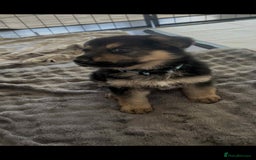 German Shepherd dogs for sale: German Shepherd pups - Advert 9