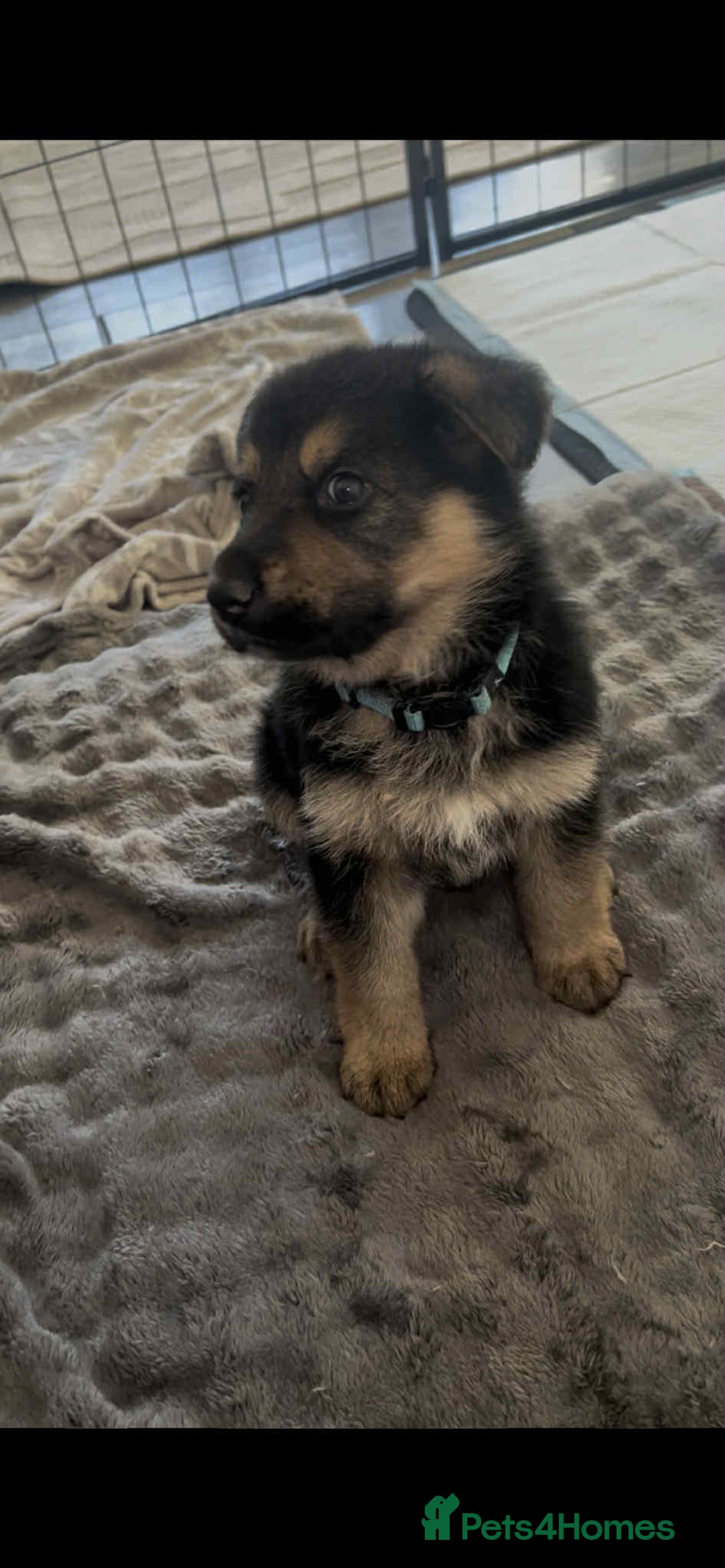 German Shepherd dogs for sale: German Shepherd pups - Advert 9