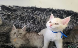 Maine Coon cats for sale: 💕💕💕5 Amazing Maine Coon kittens💕💕💕  - Image 7
