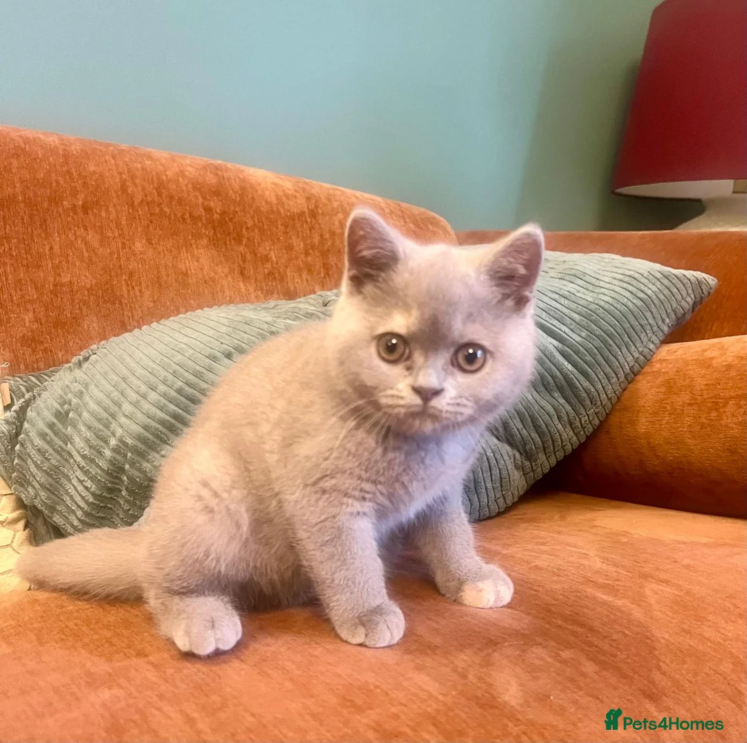 British Shorthair cats for sale: British shorthair females ready to leave soon GCCF - Advert 34
