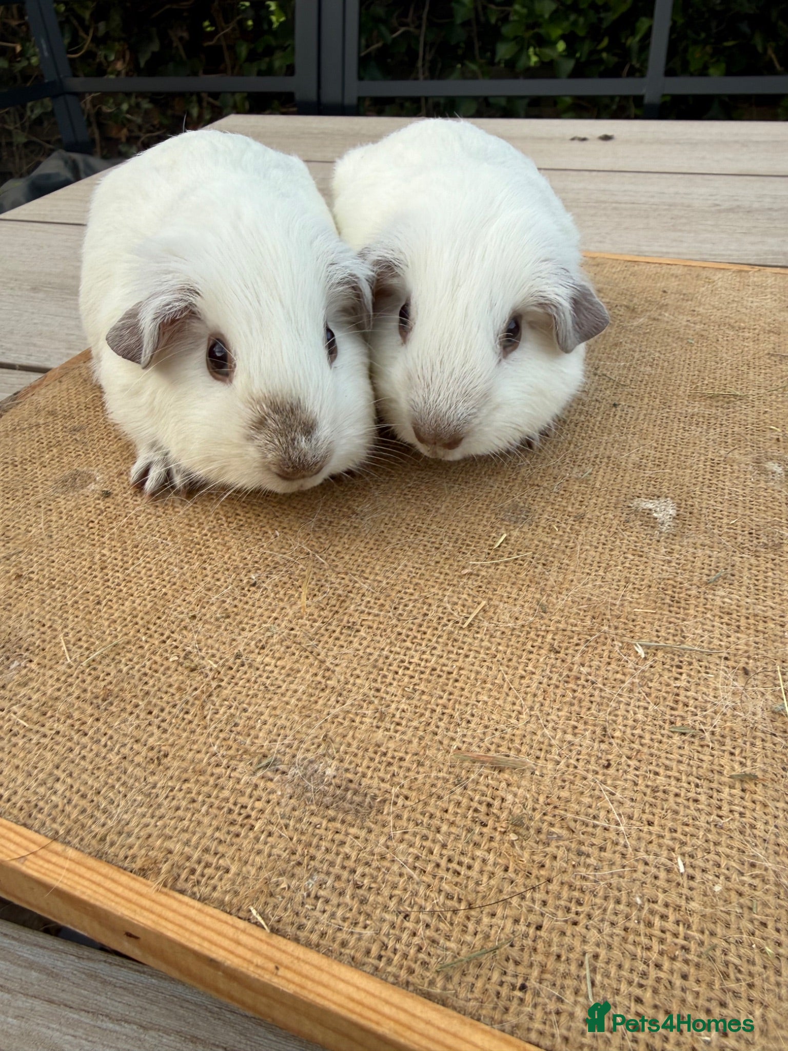 Guinea Pig rodents Pure bred Californian guinea pigs  - Advert 19