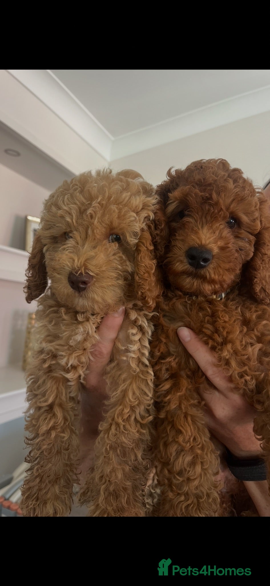 Cockapoo dogs  🐶 Ready now 🐶 Stunning Cockapoo Puppies - Advert 2