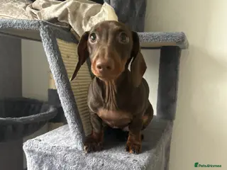 Miniature Dachshund dogs Minature dashund puppy - Advert 5