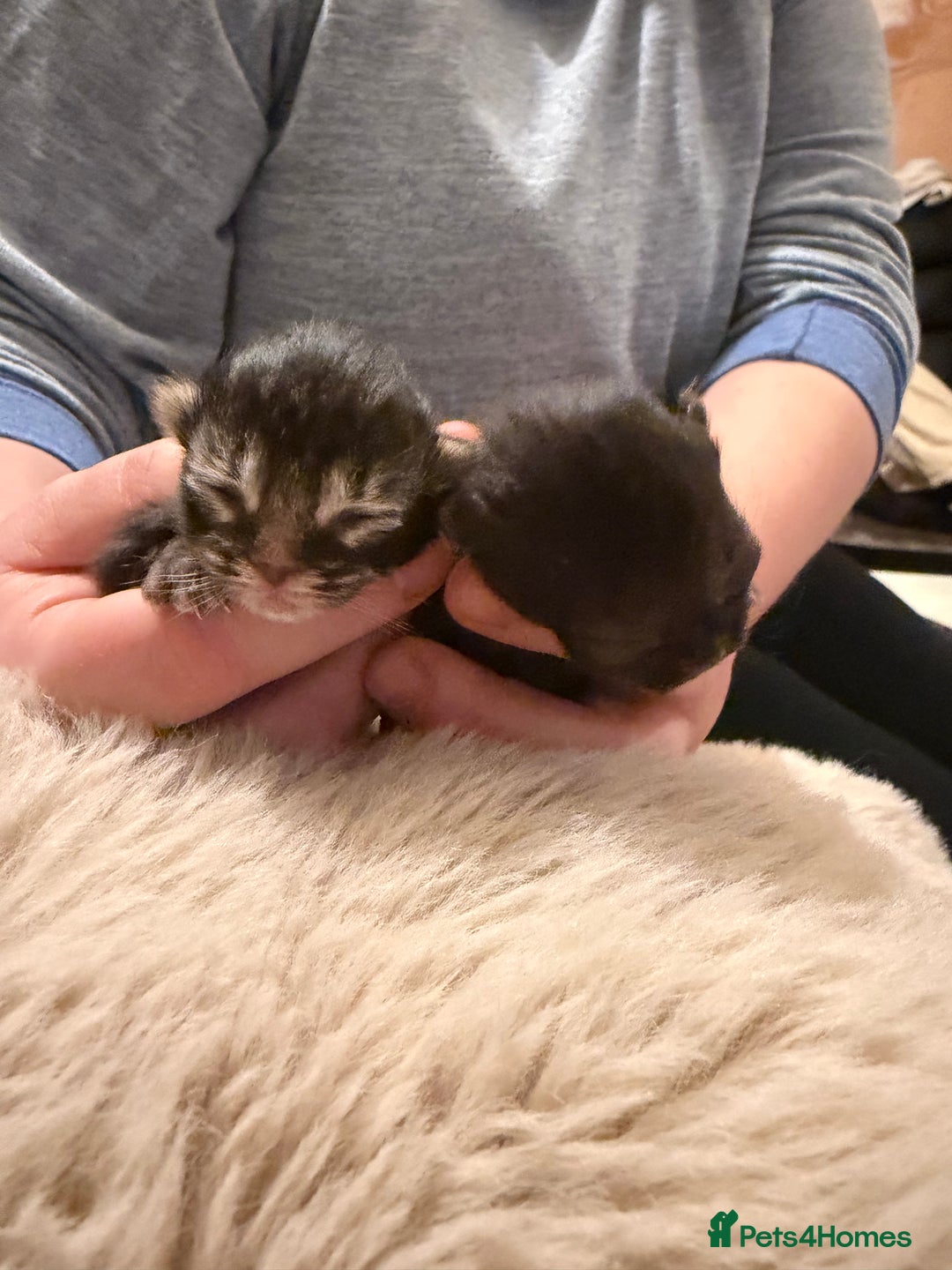 Exotic cats for sale: Beautiful exotic Persian babies - Advert 5