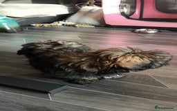 Lhasa Apso dogs for sale: Lhasa apso puppy last beautiful boy left 🩵 - Image 7