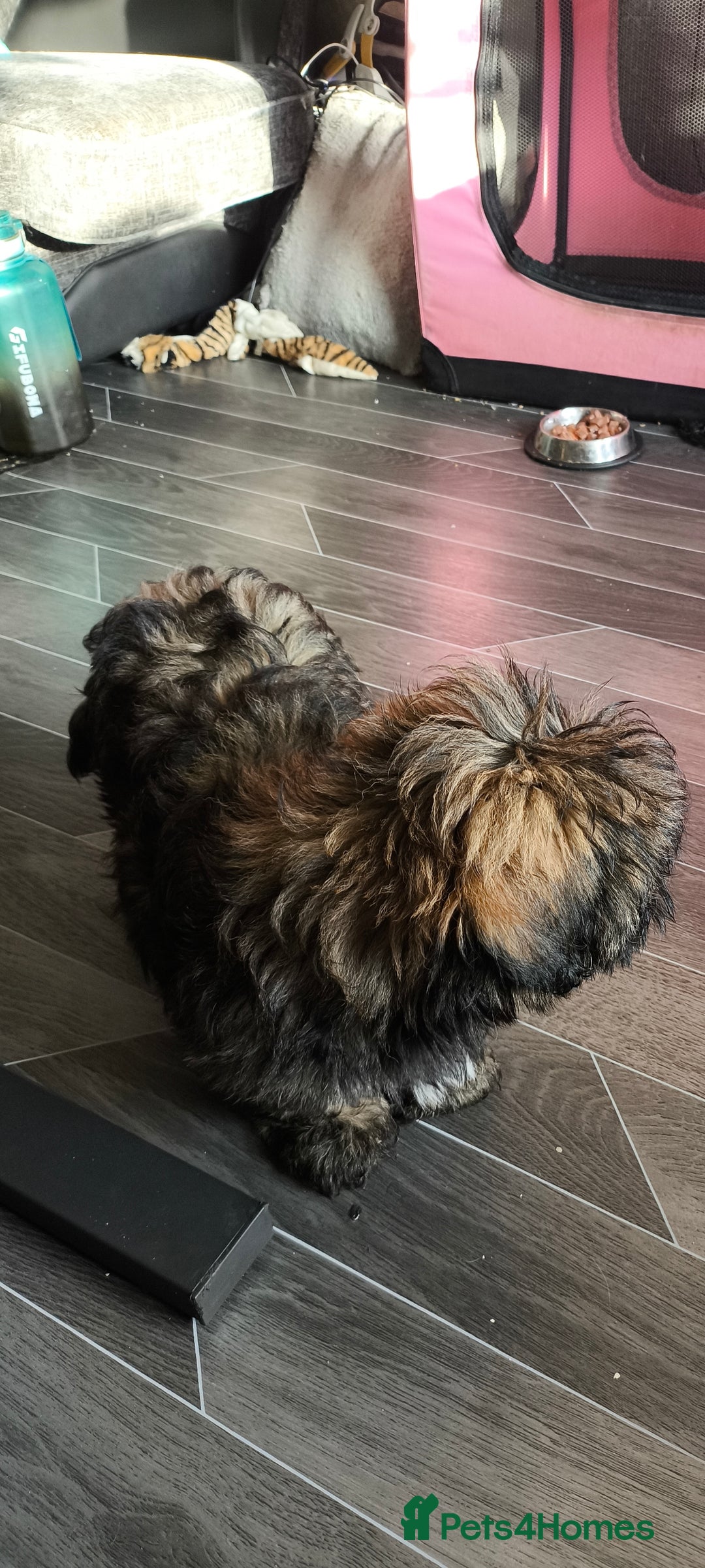 Lhasa Apso dogs for sale: Lhasa apso puppy last beautiful boy left 🩵 - Image 7