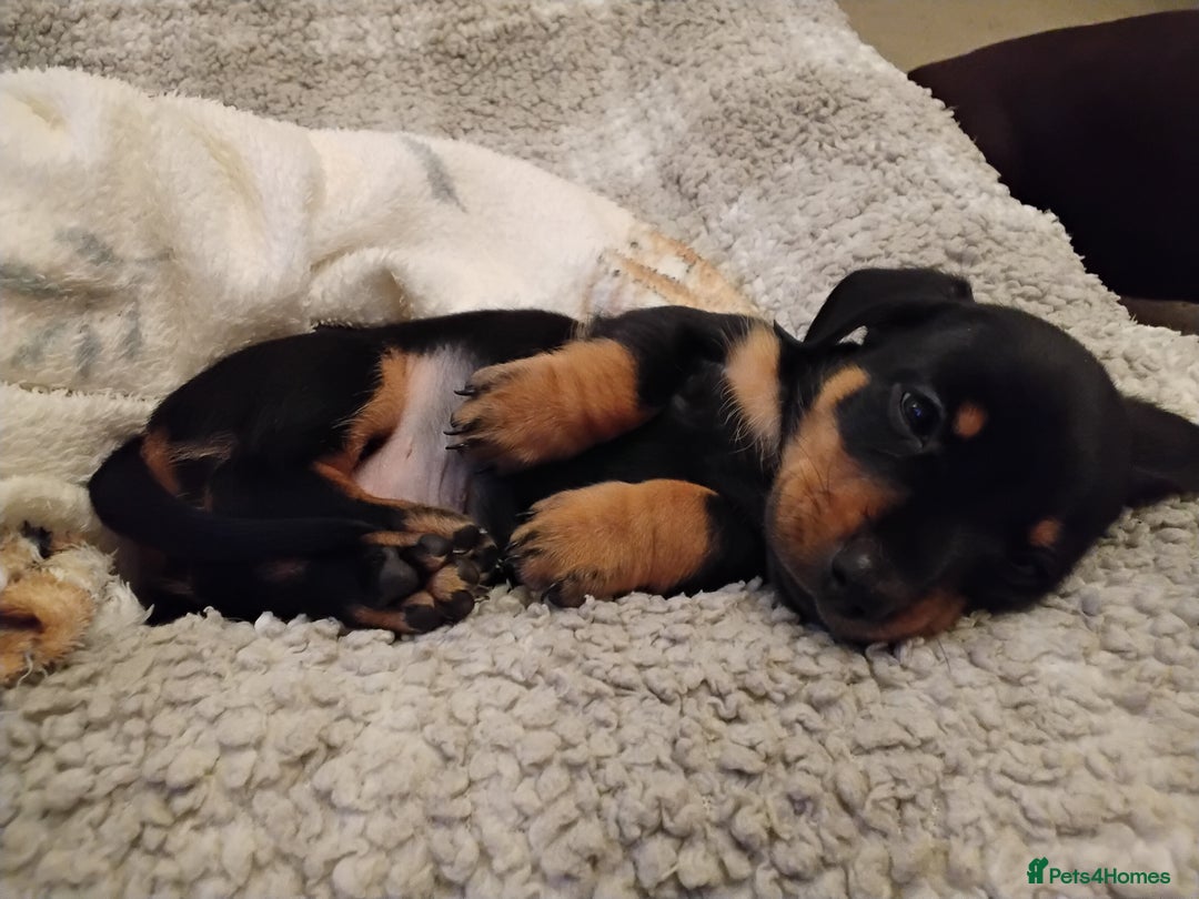 Miniature Dachshund dogs for sale: Miniature dachshund puppies - Advert 35