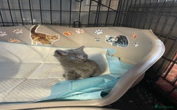 Mixed Breed cats for sale: 1 male still available  in Witney - Image 20