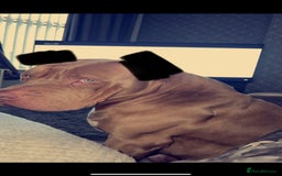 Mixed Breed dogs for sale: 4 year old male bully cross - Advert 3