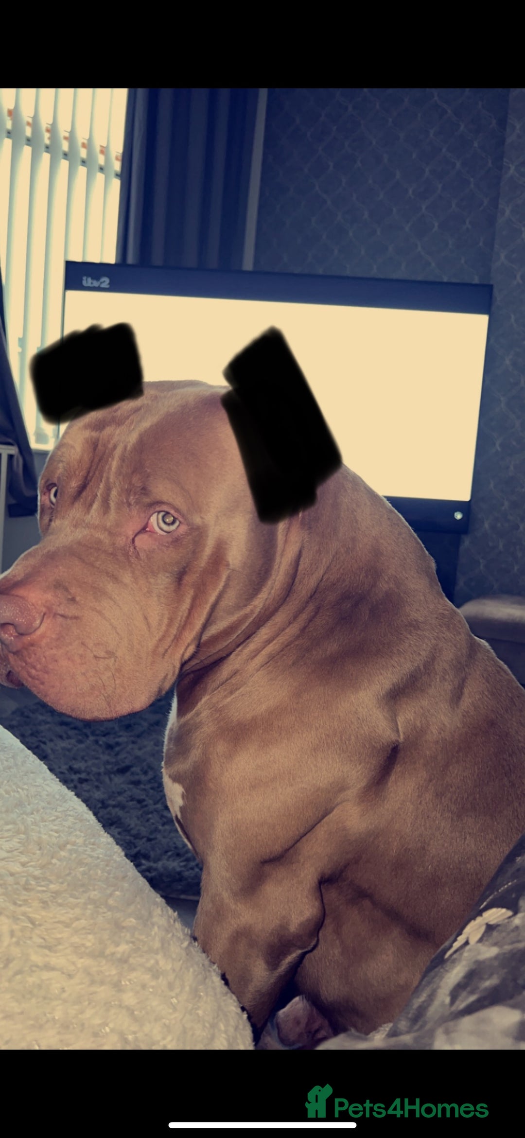 Mixed Breed dogs for sale: 4 year old male bully cross - Advert 3